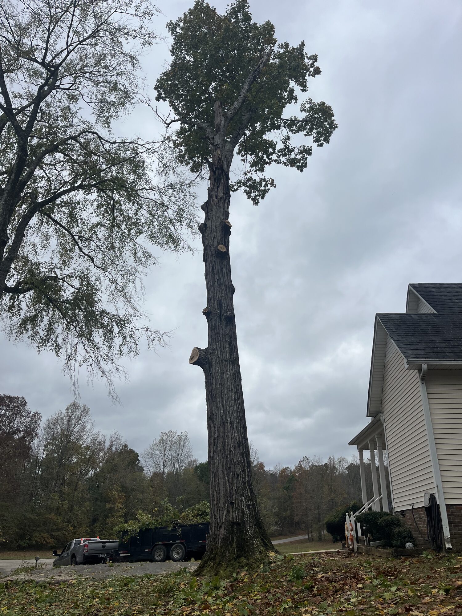 Tree Removal — Sectional takedown of a tall hardwood beside the house Sectional tree removal beside a home in Selmer TN