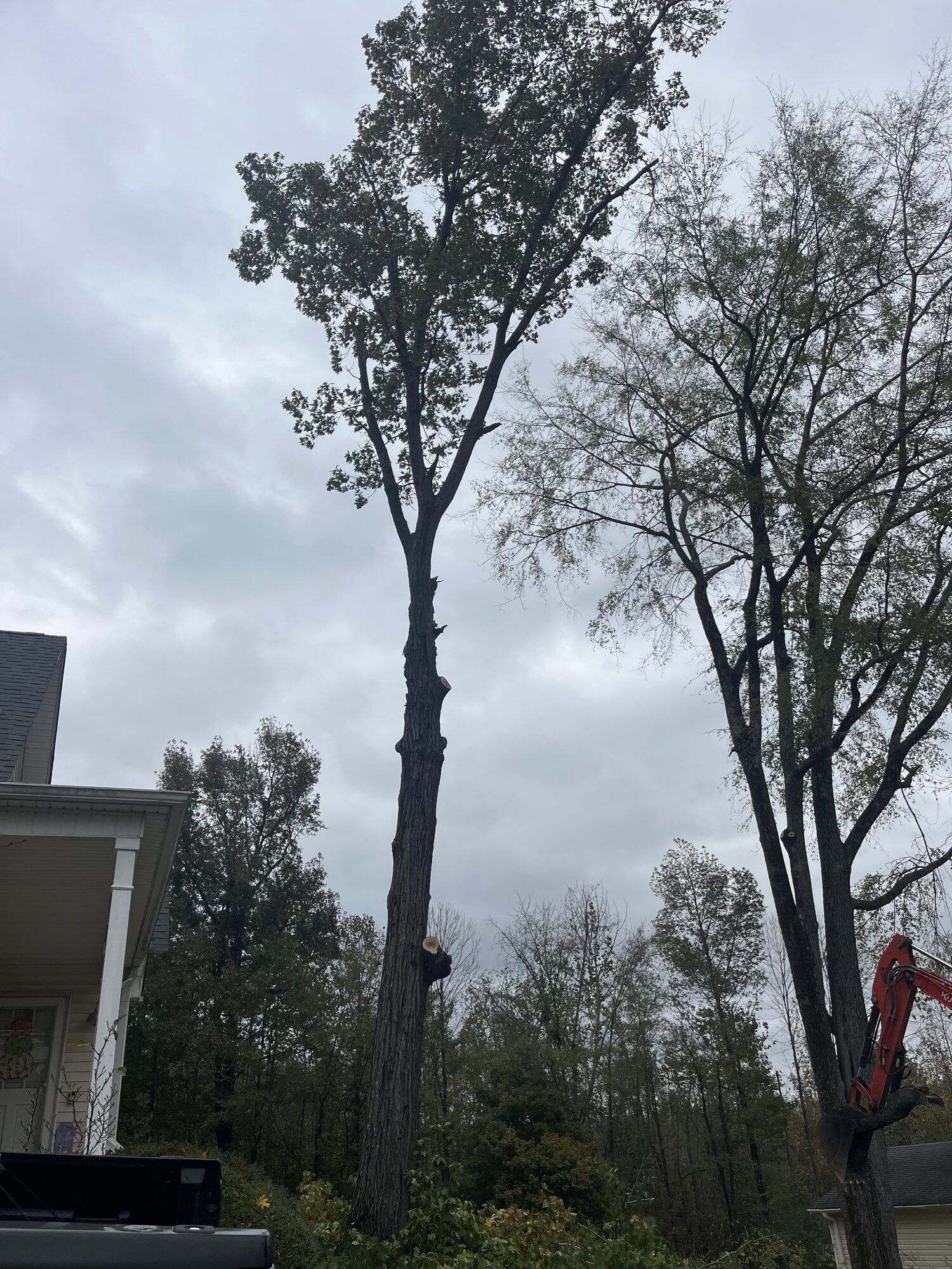 Tree Service — Working up a tall standing hardwood — mid-removal Tree service mid-removal of a tall hardwood in McNairy County