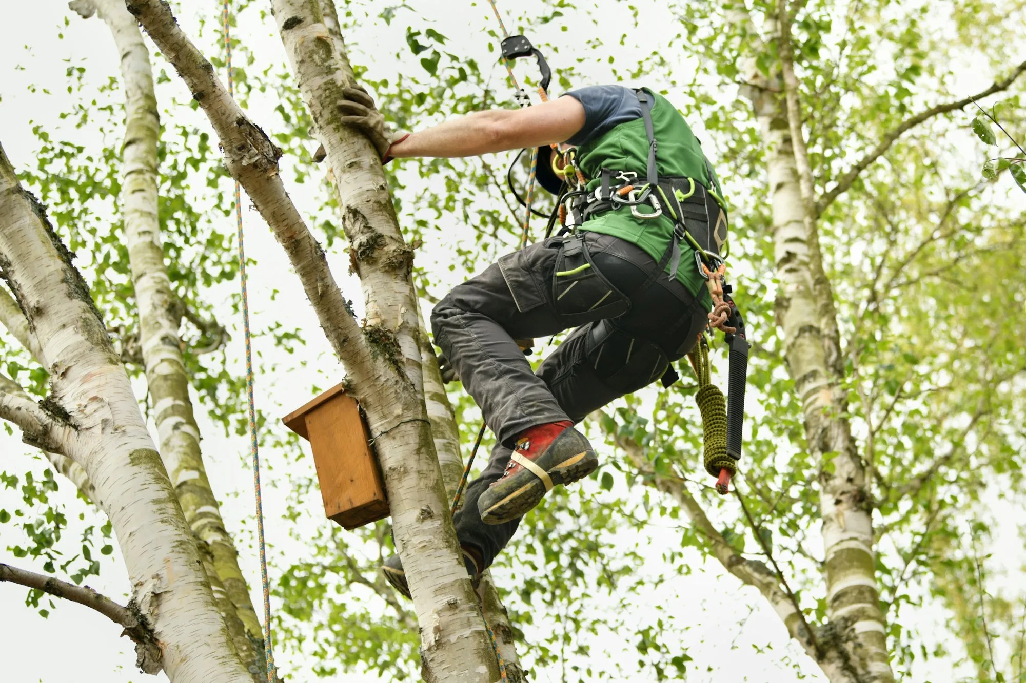 Trimming & Pruning — excavation contractor Selmer, TN Tree trimming and pruning climber serving Selmer TN